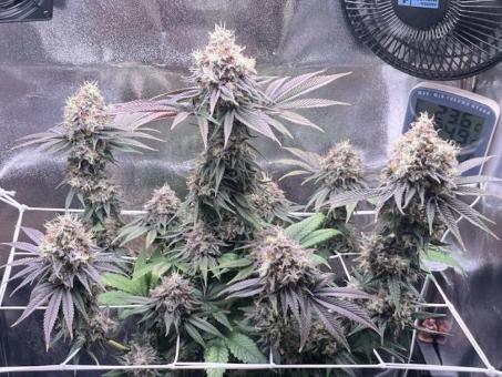 Sensi Star - картинка 5