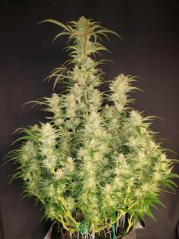 Mimosa Cake Auto - картинка 6