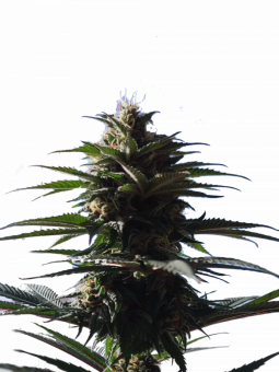 Joanne's CBD - картинка 9