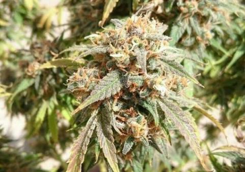 AK-47 - картинка 3