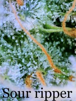 Sour Ripper - картинка 5