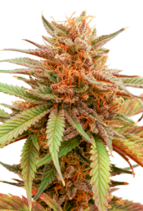 Durban Dew - картинка 4