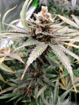 GMO Fast - картинка 2