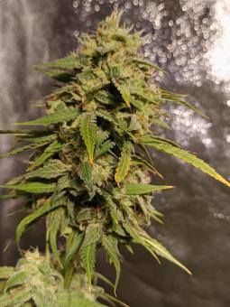 Super Lemon Haze Auto - картинка 4