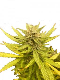 Bruce Lemon Diesel - картинка 1