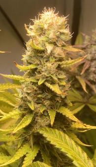 Black Rainbow - картинка 1