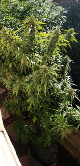 Shaman - картинка 7