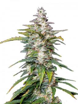 Wedding Cheesecake FF - картинка 2