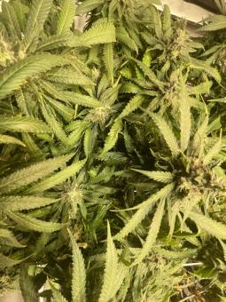 Golosa Early Version - картинка 5