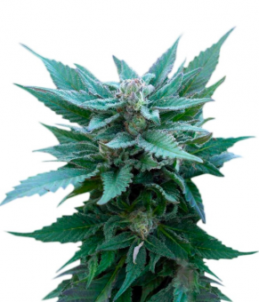 The Church - картинка 1