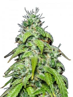 Magnum Auto - картинка 8