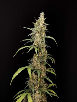 Diesel Fast F1 BX Regular - картинка 2