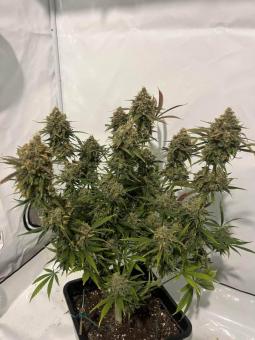 Mendocino Skunk - картинка 4