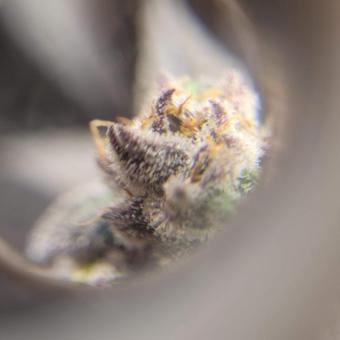 Purple #1 - картинка 8