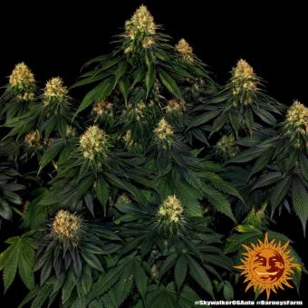 Skywalker OG Auto - картинка 5