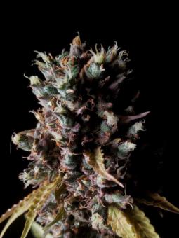 Brain Swirl genetics - картинка 4