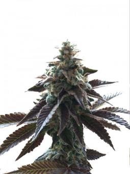 Space Cookies - картинка 2