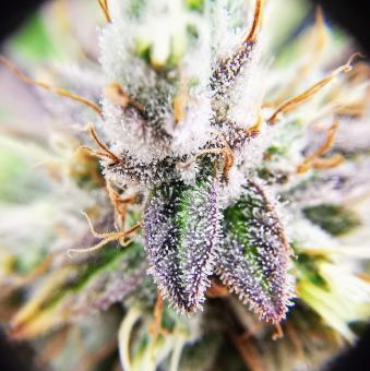 Dutch Kush - картинка 2