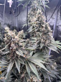 Chem Beyond Diesel® C.B.D. - картинка 4