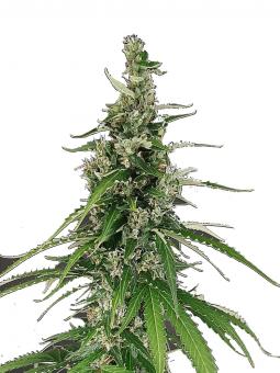 Critical Neville Haze 2.0 - картинка 2