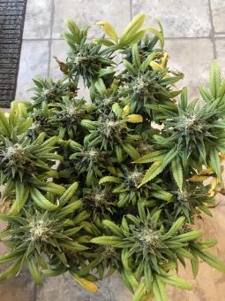 Holy Punch - картинка 4