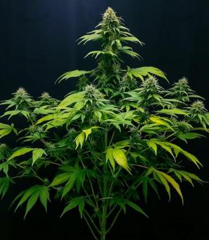 CBG-Force - картинка 1