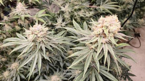 Black Domina Fast - картинка 3