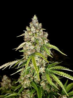 Auto Cookies USA - картинка 5