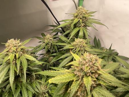 Tangie Auto - картинка 4