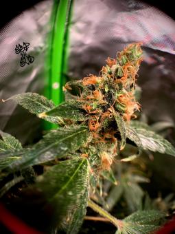 Diesel Fast F1 BX Regular - картинка 4