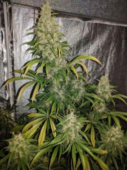 G14 Auto - картинка 3