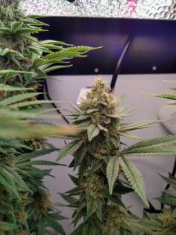 Serious 6 reg - картинка 2