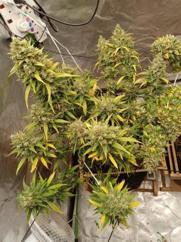 Strawberry Gorilla Auto - картинка 4