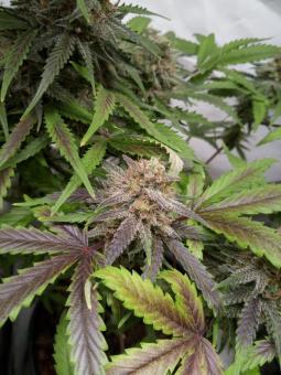 Chemical Candy - картинка 4