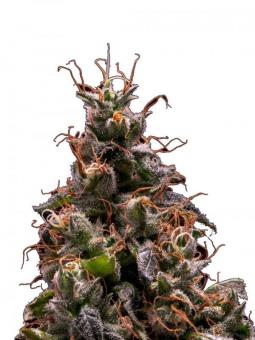 Lemon Drizzle - картинка 1