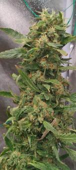 Sweet Mix Feminised - картинка 2