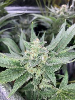 Jack Herer - картинка 3