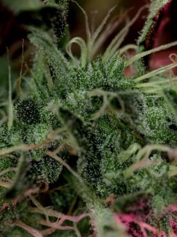 Royal Dwarf Auto - картинка 11