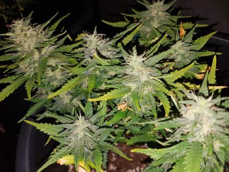 Mexican Airlines Auto - картинка 5