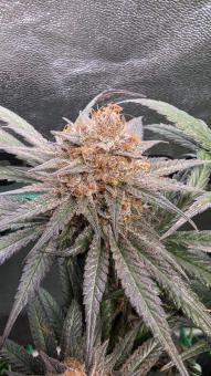 Mandarin Panties - картинка 3