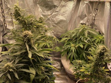 West Coast O.G. Auto - картинка 1