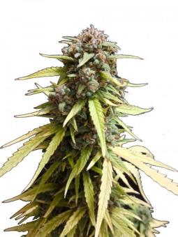 Wedding Glue Auto - картинка 1