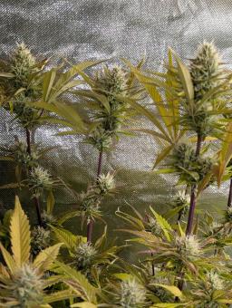 Neville's Rose Auto - картинка 3