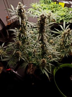 Gelato Auto - картинка 4