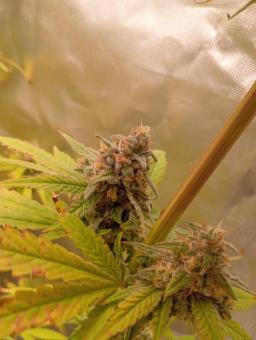 Sunday Punch - картинка 5