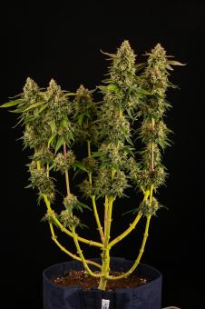 Mack & Crack Auto - картинка 2