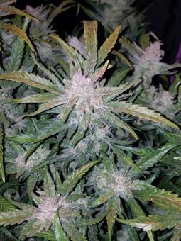 Mexican Airlines Auto - картинка 3