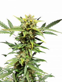 Auto Mandarin Cream XXL genetics - картинка 1