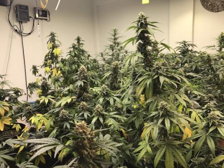 Big Yeti - картинка 4