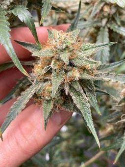 Papaya Cookies Auto - картинка 5